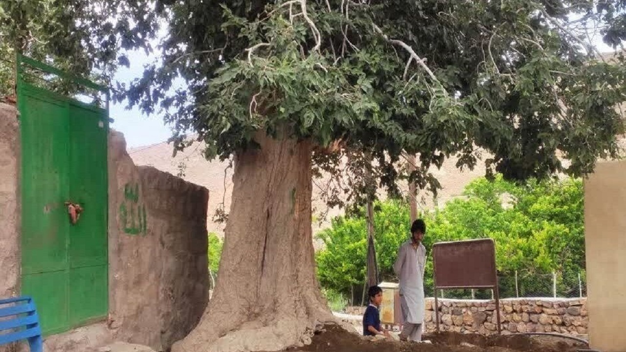 عملیات احیای درخت کهنسال  تاگ در روستای روپس هفتاد ملا انجام شد