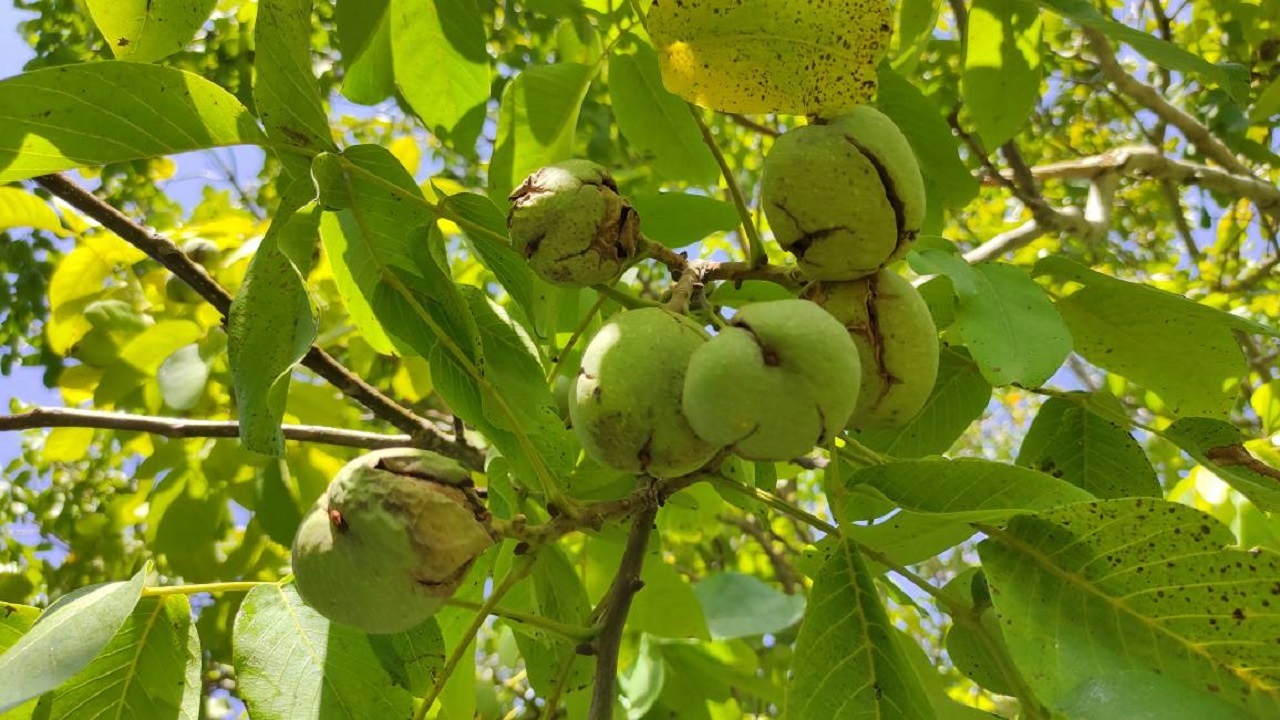 تصاویر باغات گردو در چهارمحال و بختیاری