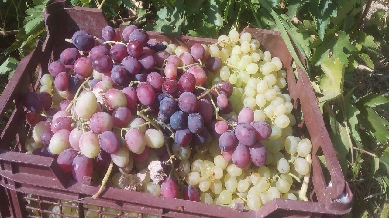 آغاز برداشت میوه انگور از باغ‌های روستای جغدان + فیلم و تصاویر