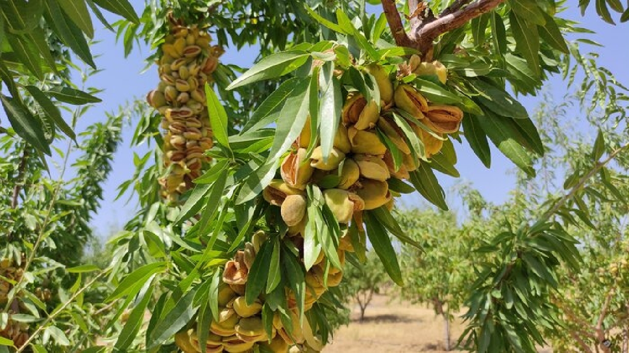 برگزاری جشنواره محصول بادام در سامان