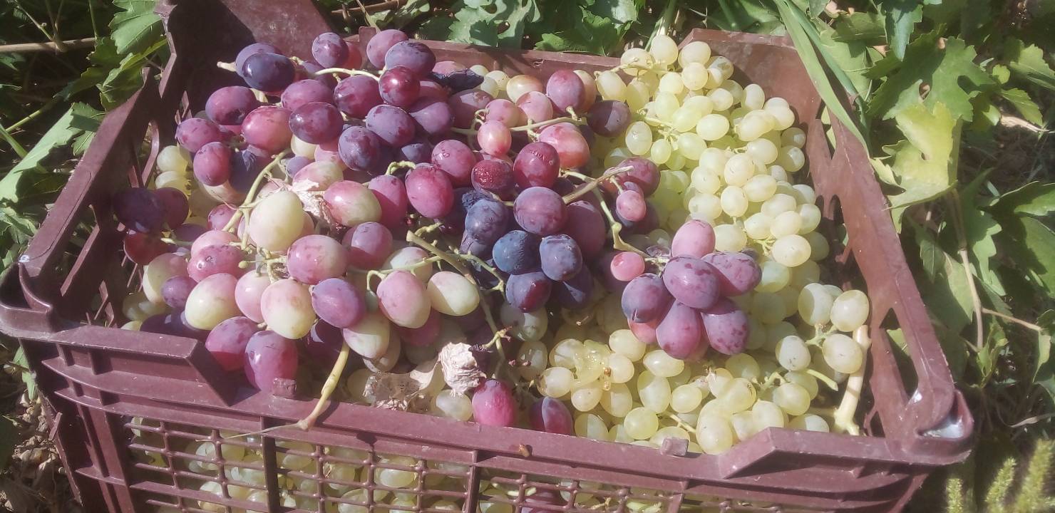 پربار شدن باغ&zwnj;های روستای جغدان با برداشت انگور