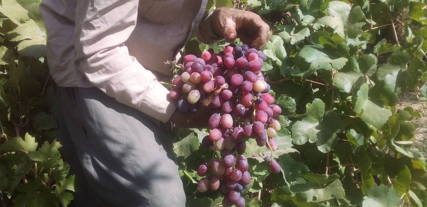 برداشت انگور در باغ های روستای جغدان