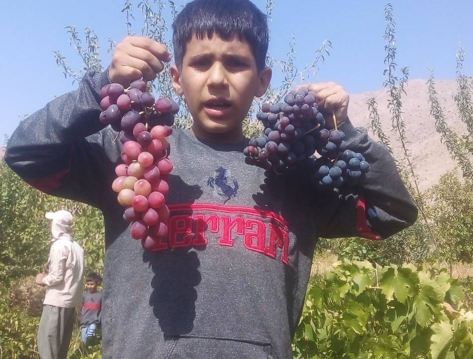 پربار شدن باغ&zwnj;های روستای جغدان با برداشت انگور