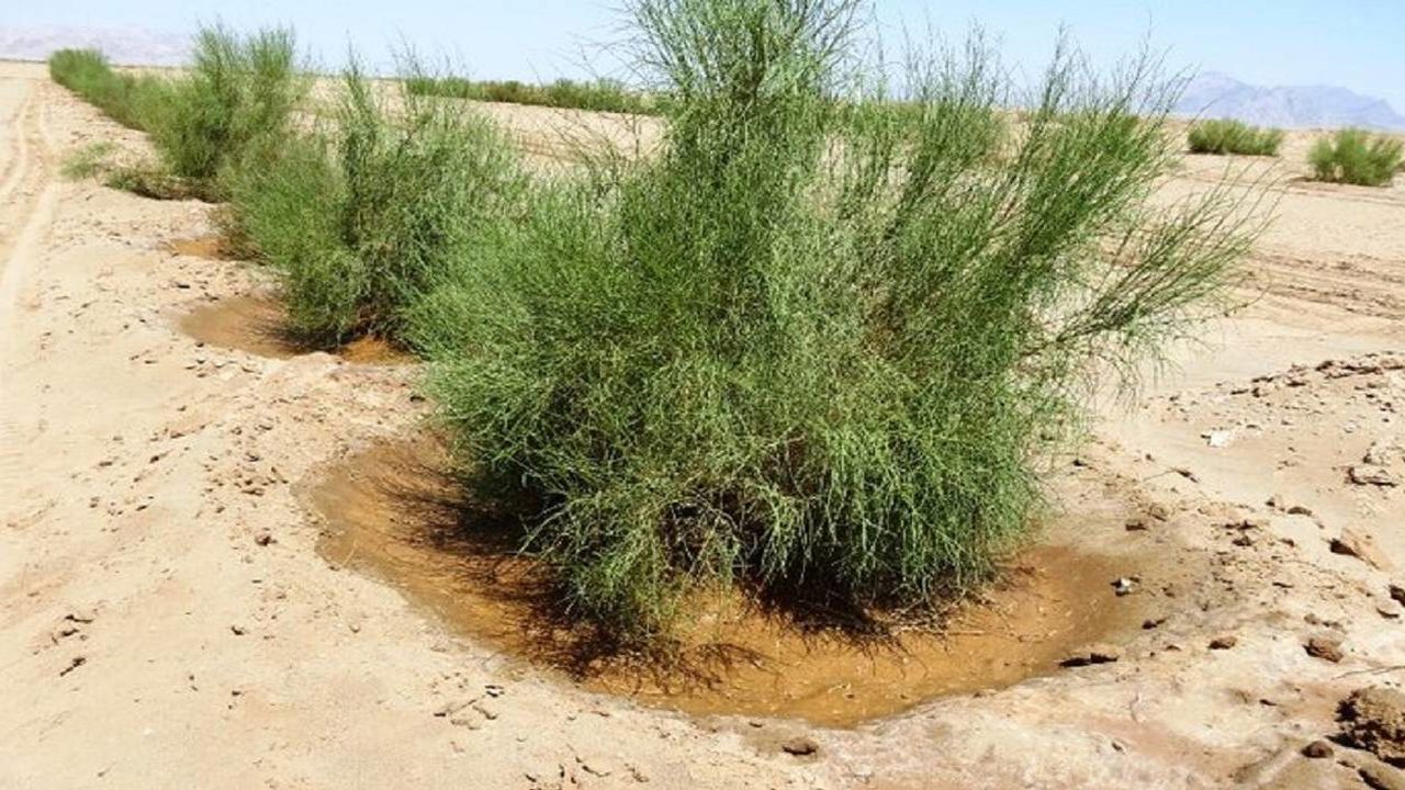 طرح مالچِ پوشالی ایران قابلیت اجرا برای بیابانزدایی در کشورهای منطقه دارد