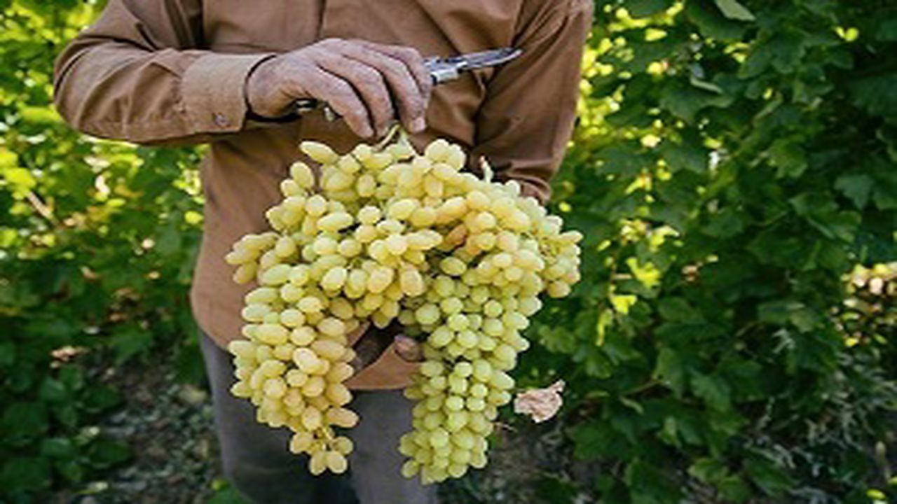 محصول انگور ۲ هزار میلیارد تومان برای شاهرود گردش مالی دارد