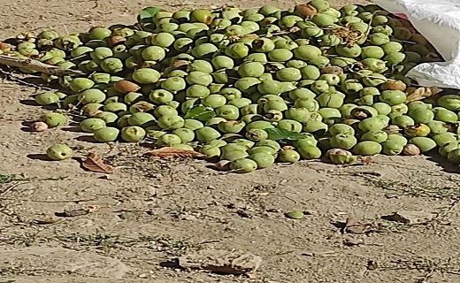 برگزاری اولین جشنواره گردو در شهرستان بانه