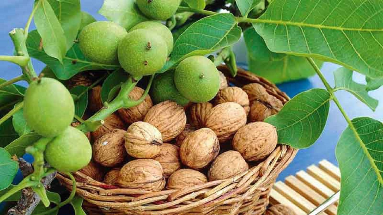 برداشت گردو از باغ‌های روستای توآباد قزوین + فیلم و تصاویر