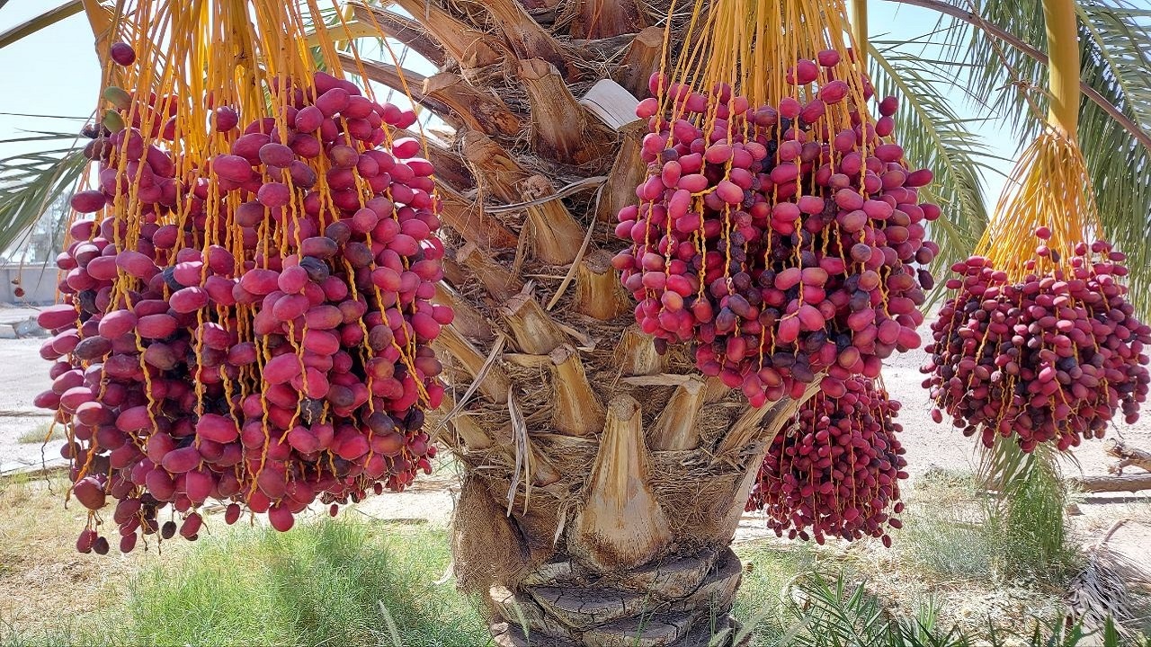 برداشت بیش از ۱۸ هزار و ۵۰۰ تن خرما از نخلستان های شهرستان سراوان