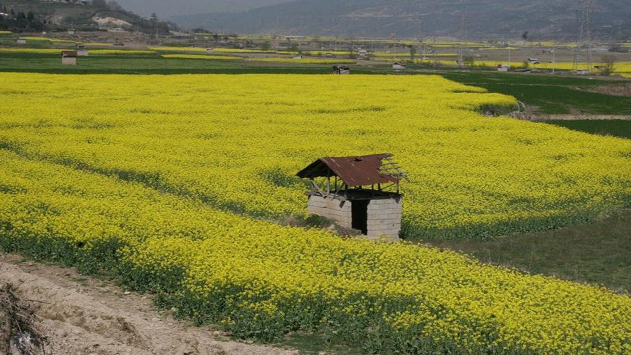 آغاز کشت کلزا در جویبار
