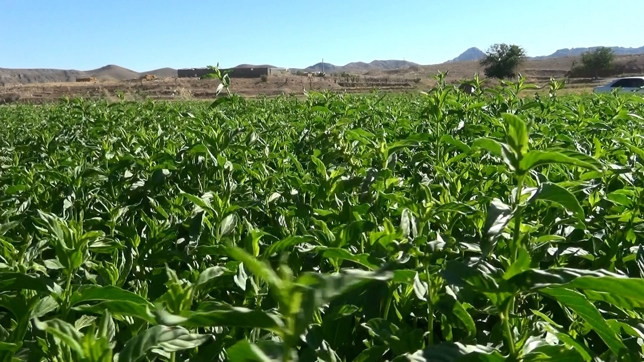 سبزی نعناع در روستای ظفرآباد شیراز آماده چیدن شد + فیلم