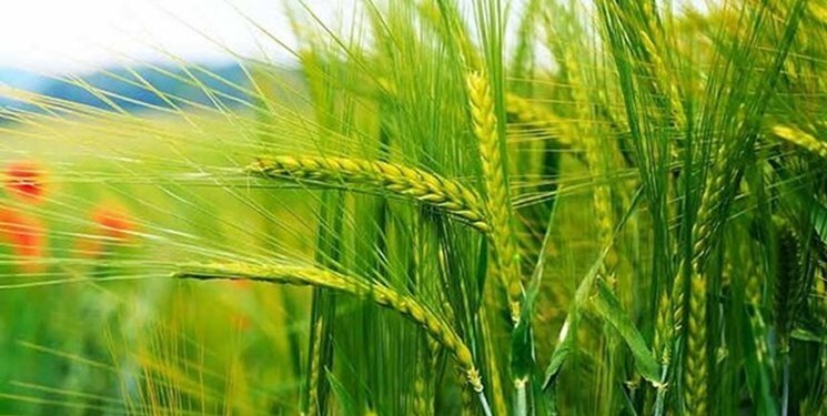پیش‌بینی کشت ۵۰ هزار هکتار غلات پاییزه در فامنین