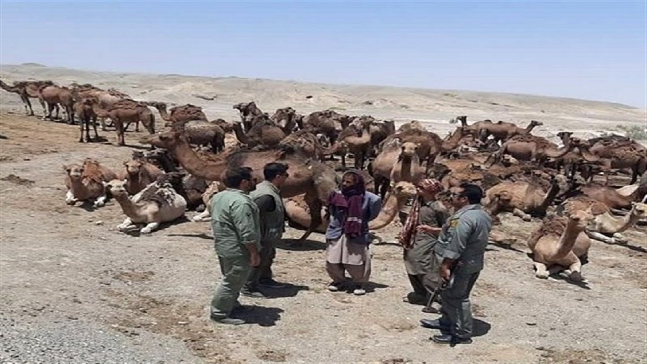 بیرون راندن گله ۱۲۰ نفری شتر از تالاب هامون توسط محیط‌بانان