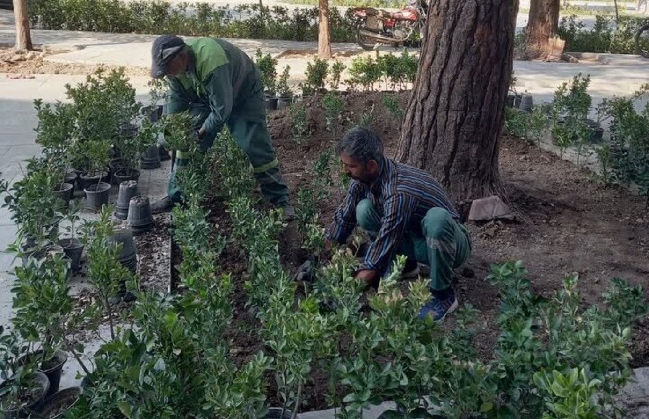 کاشت ۳۰ هزار شمشاد طلایی در چهارباغ عباسی