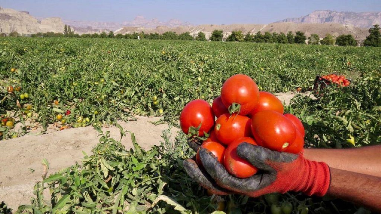 کشت ۱۰۰ هکتار گوجه فرنگی در شهرستان زرآباد