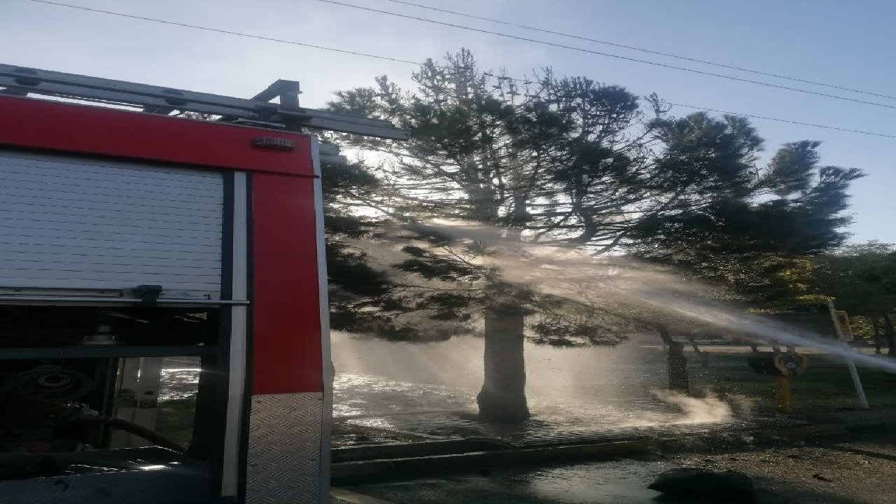 حریق درخت در شهرک کوثر قزوین مهار شد