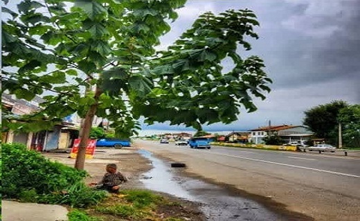 قطع درخت پالونیا در روستای حسن سرای رودسر