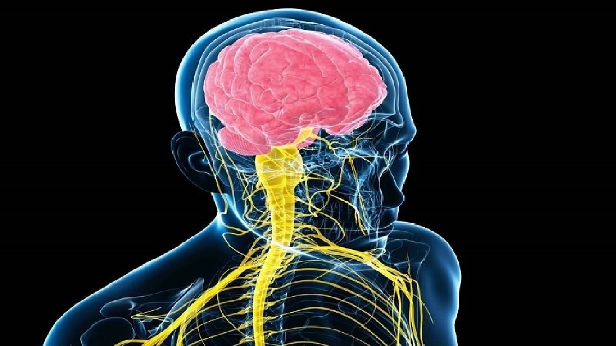 ماساژ تقویت کننده مغز + فیلم