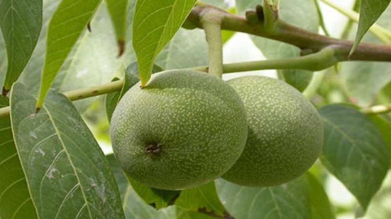 جان باختن مرد مرندی بر اثر سقوط از درخت گردو