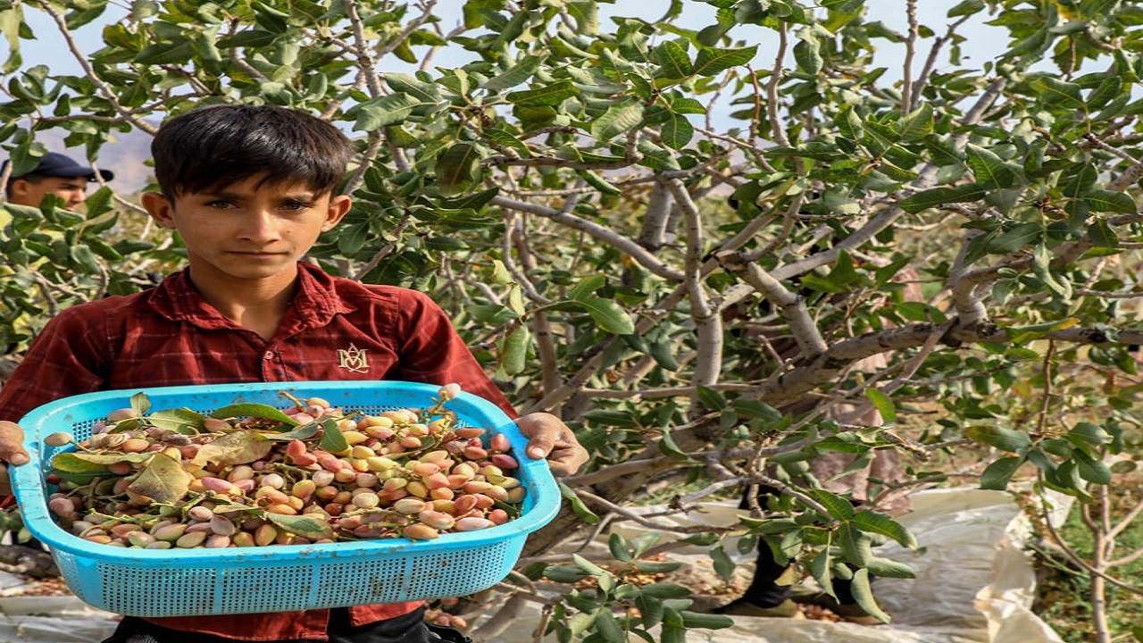 خشکسالی ۲ هزار میلیارد ریال به محصول پسته سبزوار خسارت زد