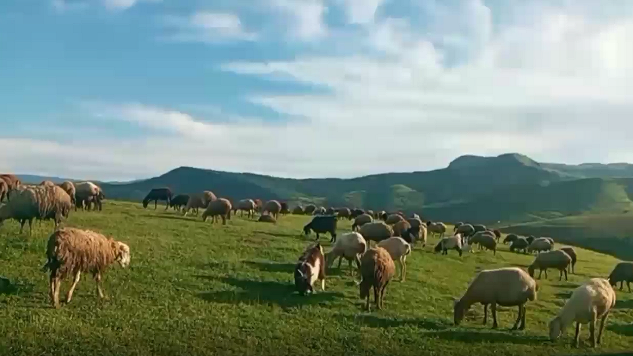 نمایی از چراگاه گوسفندان در ارتفاعات بخش موران اردبیل