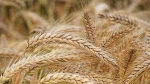 خرید بیش از ۴۱۰ هزار تن گندم در همدان