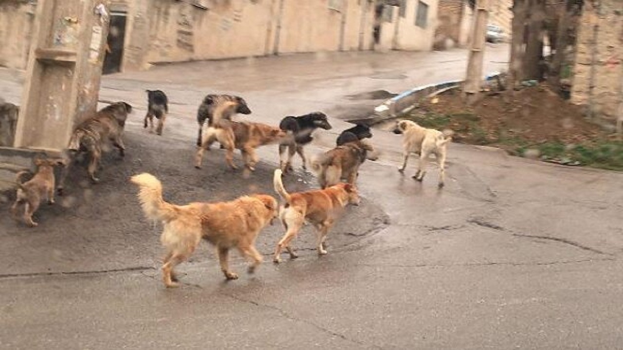 نگرانی اهالی روستای ایرین از پرسه سگ‌های بی صاحب در معابر + فیلم