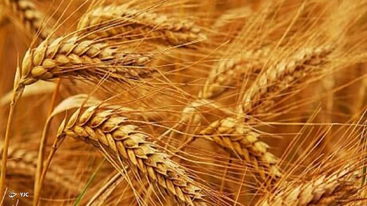 بیش از ۴۹ هزار هکتار از مزارع مهاباد زیر کشت گندم می‌رود