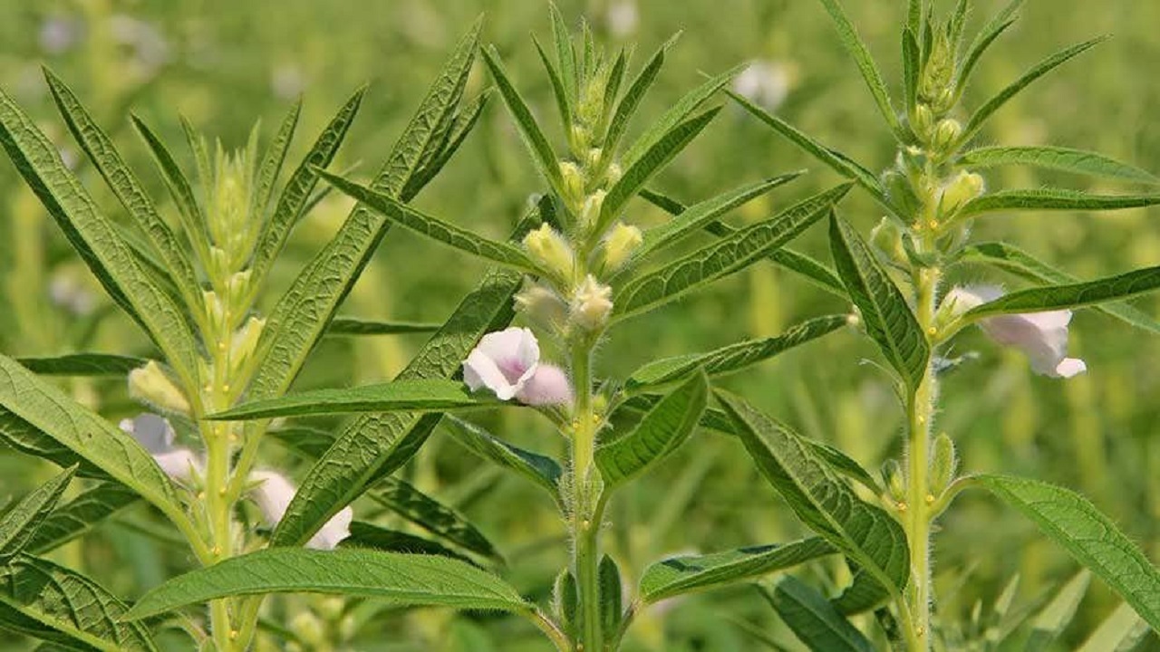 پیش بینی برداشت بیش از ۱۷ هزار تُن کنجد در خوزستان