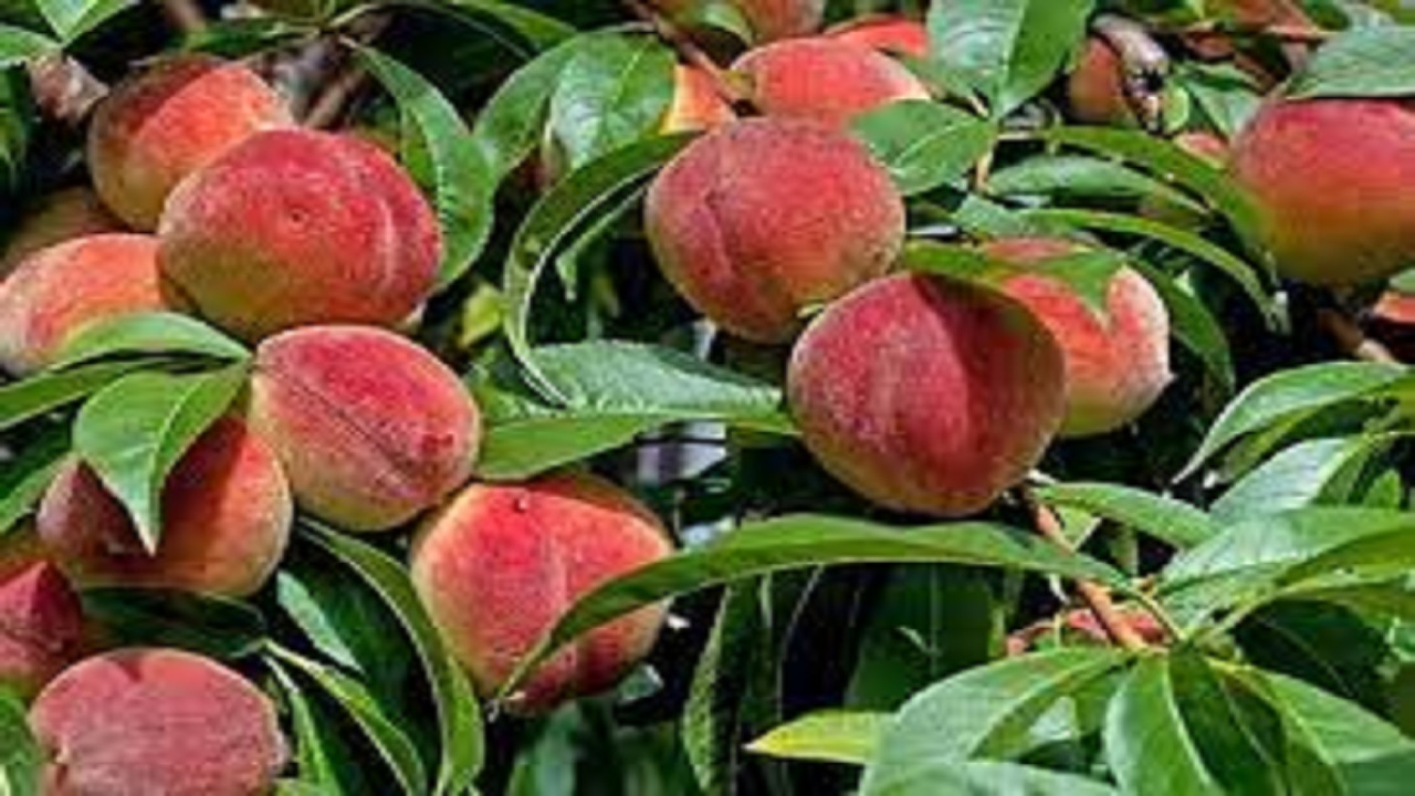 تولید ۵۰ هزار تن هلو در باغات آذربایجان شرقی