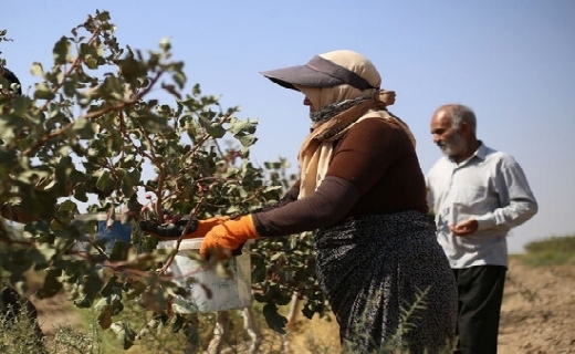 تبسم پسته خراسان رضوی، نیازمند حمایت از خاستگاه این محصول در ایران