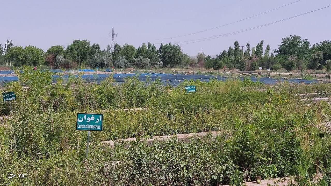 سالانه حدود ۸ میلیون اصله نهال در میاندوآب تولید می‌شود