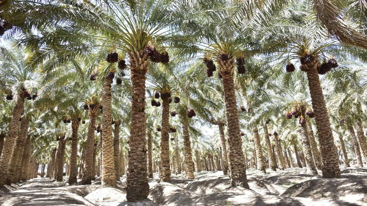۲۰۰ هزار تن خرما در سیستان و بلوچستان برداشت شد