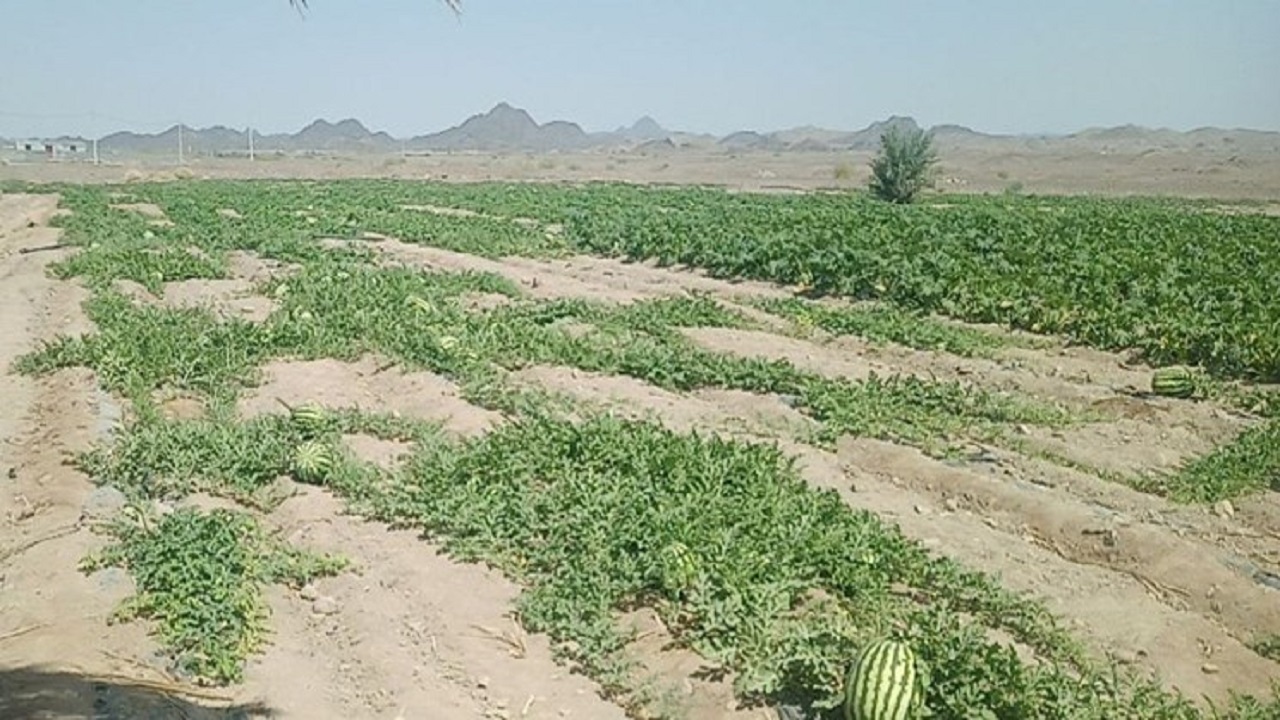 برداشت محصولات جالیزی غیرفصل در شهرستان فنوج