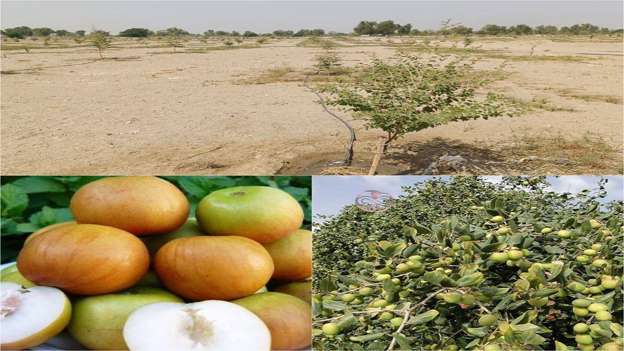 احداث ۴ هکتار باغ الگویی کنار پیوندی درشهرستان زرآباد