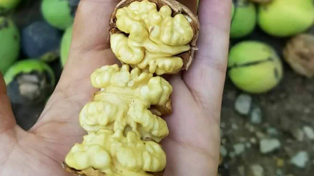 آماده‌سازی پرونده ثبت ملی ۶ اصله درخت گردو و ۲ قلعه تاریخی در بافت