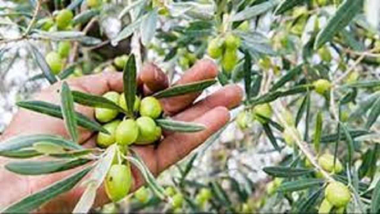 آغاز برداشت زیتون در کهگیلویه