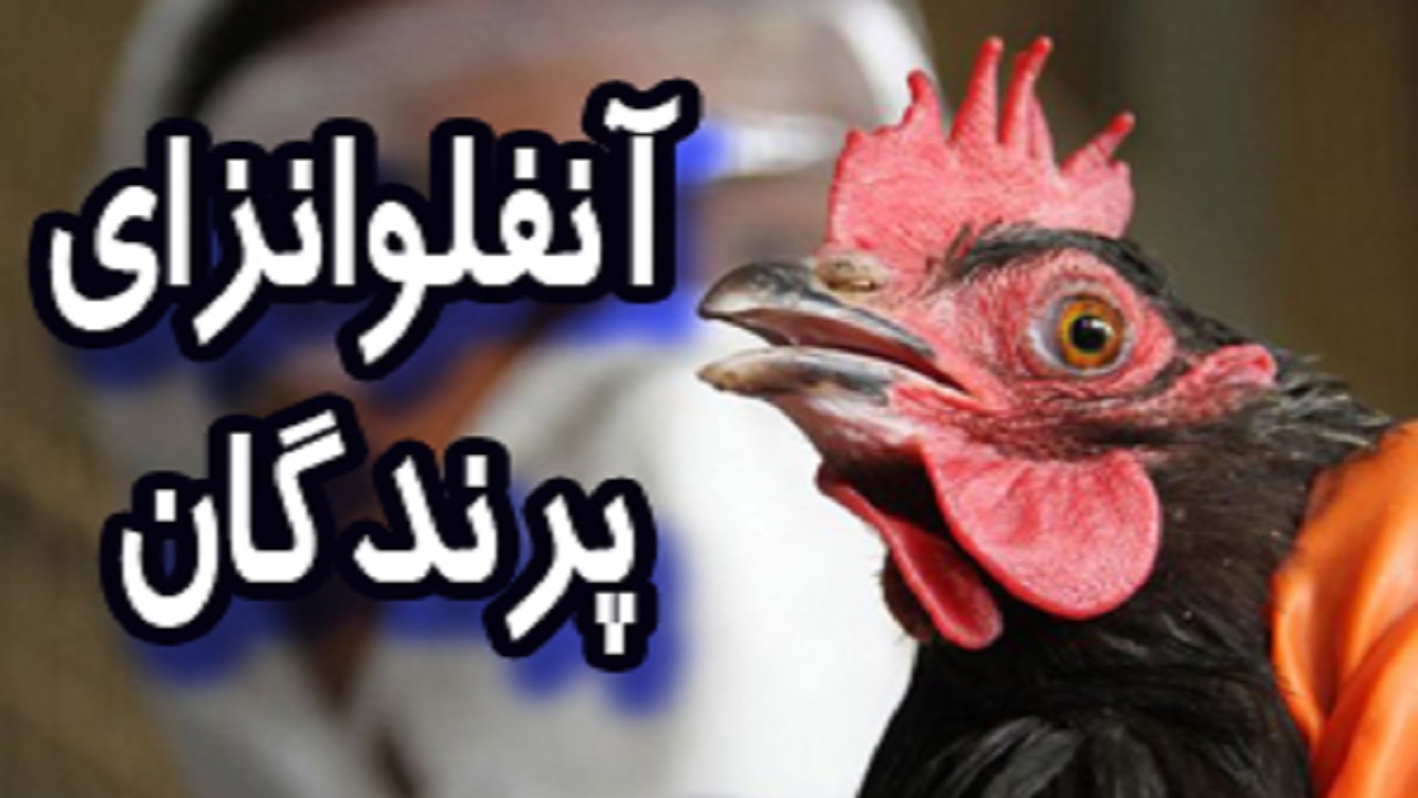 آنفلوانزای پرندگان در چهارمحال و بختیاری مشاهده نشد
