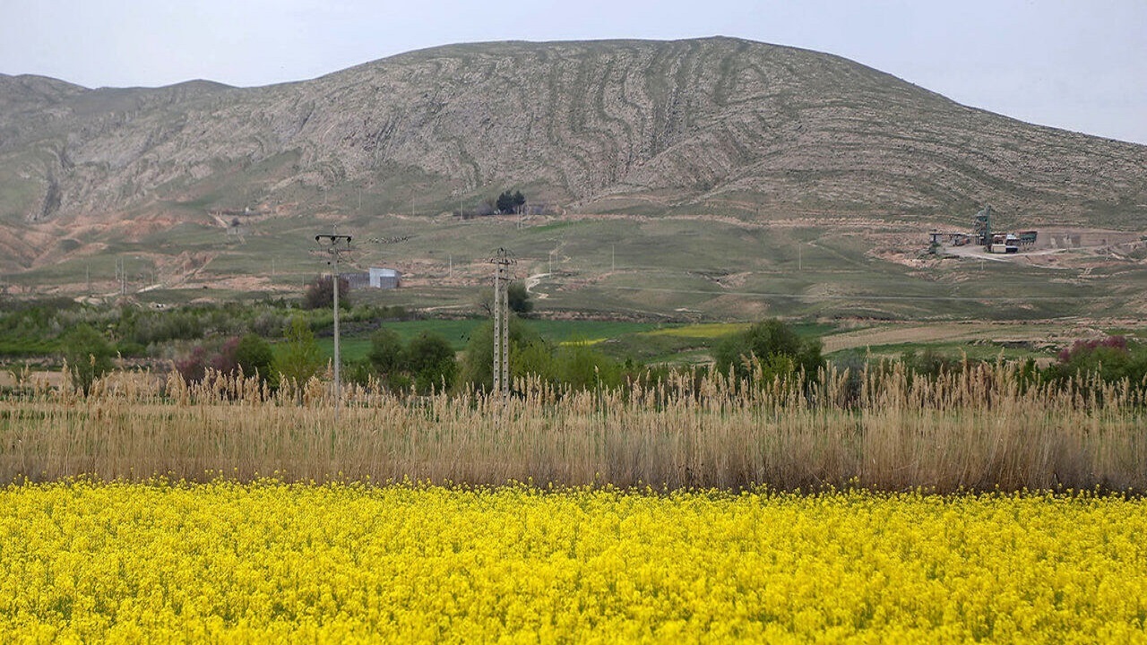 افزایش دوبرابری کشت کلزا در کنگاور
