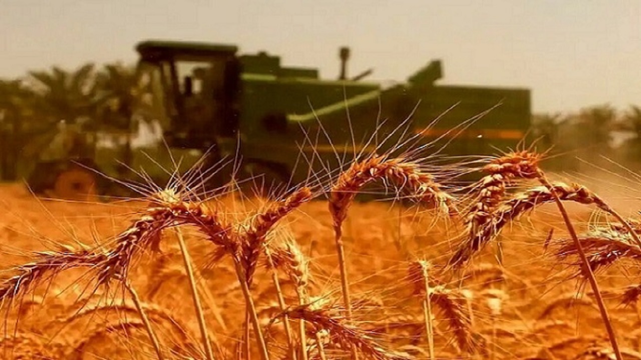 گلایه کشاورزان خوزستانی از تاخیر در پرداخت مطالبات گندم