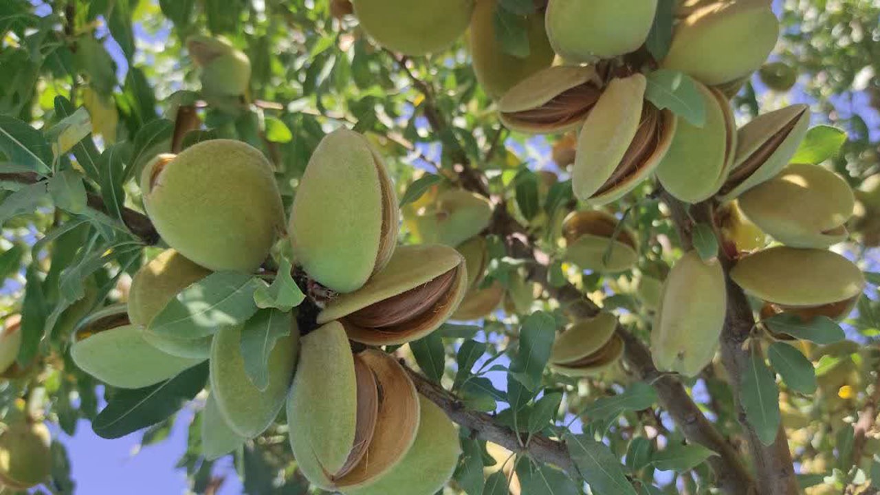 بادام