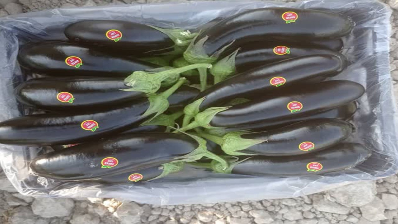 بادمجان