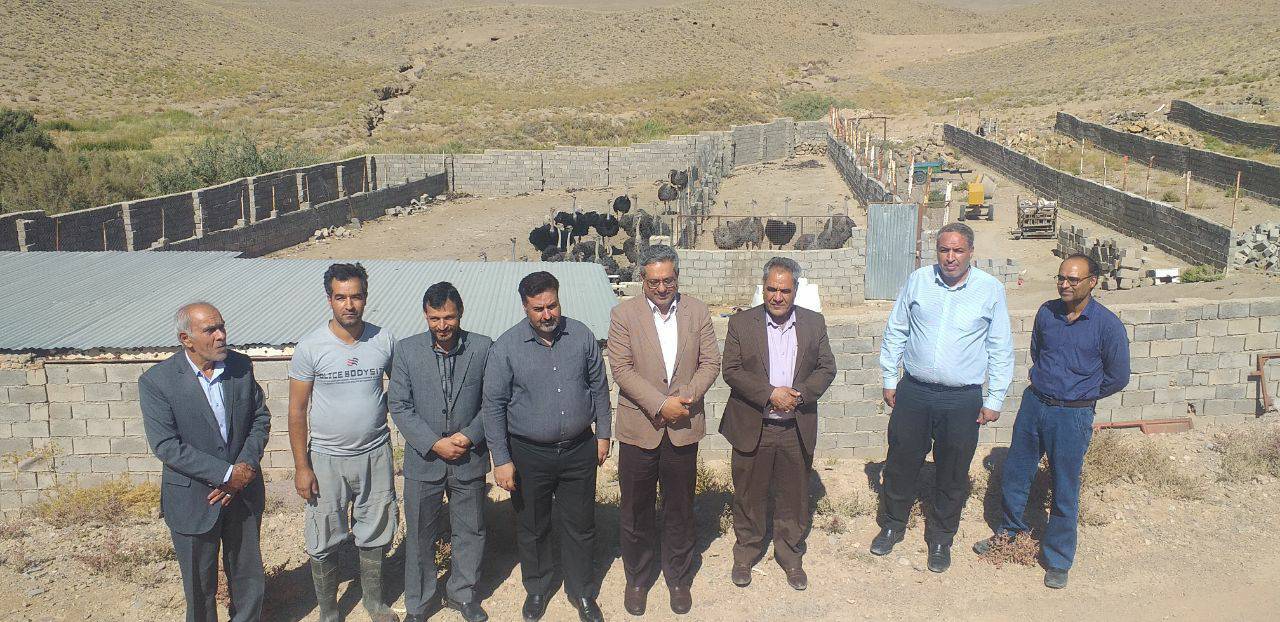 بازدید فرماندار کوهبنان از مزرعه پرورش شتر مرغ روستای ده بالای فیدکوئیه