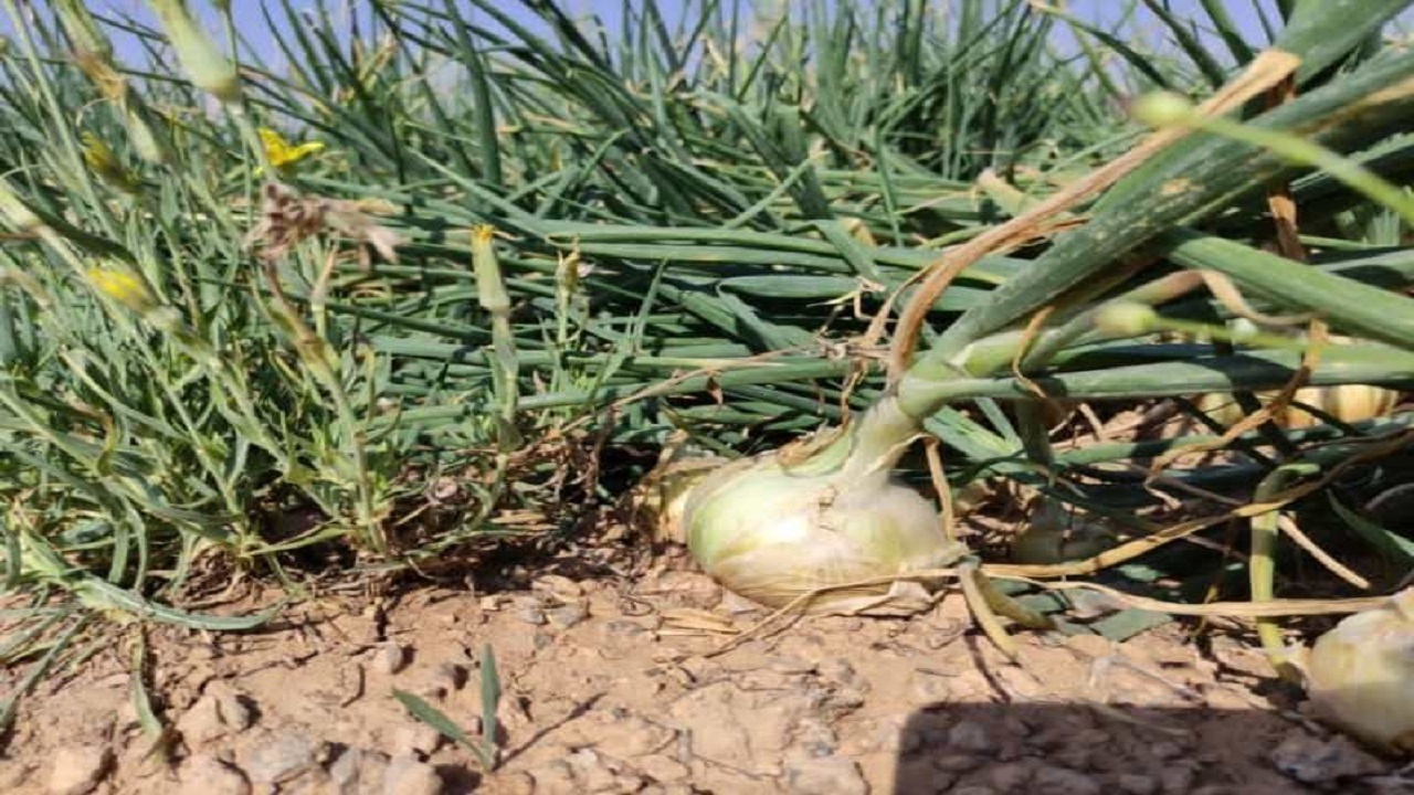 برداشت ۱۸ هزار تن پیاز از مزارع شهرستان بروجن