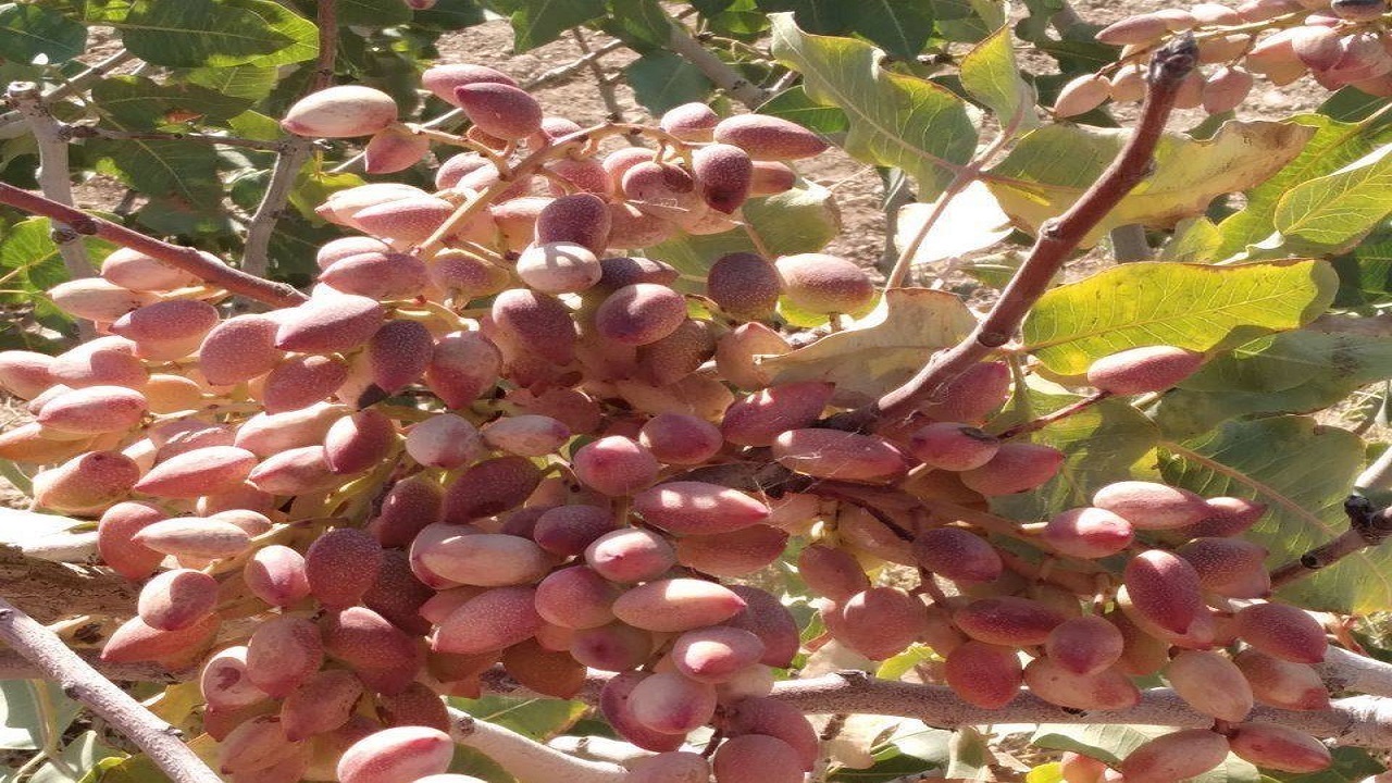 ۲۵۰۰ تن پسته در شهرستان خاش برداشت شد