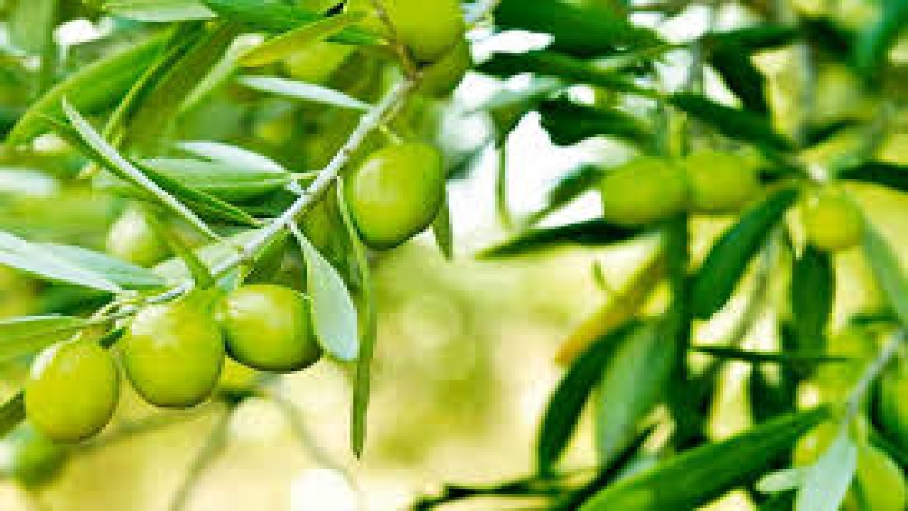 برداشت ۱۶ هزار تن زیتون در گیلان