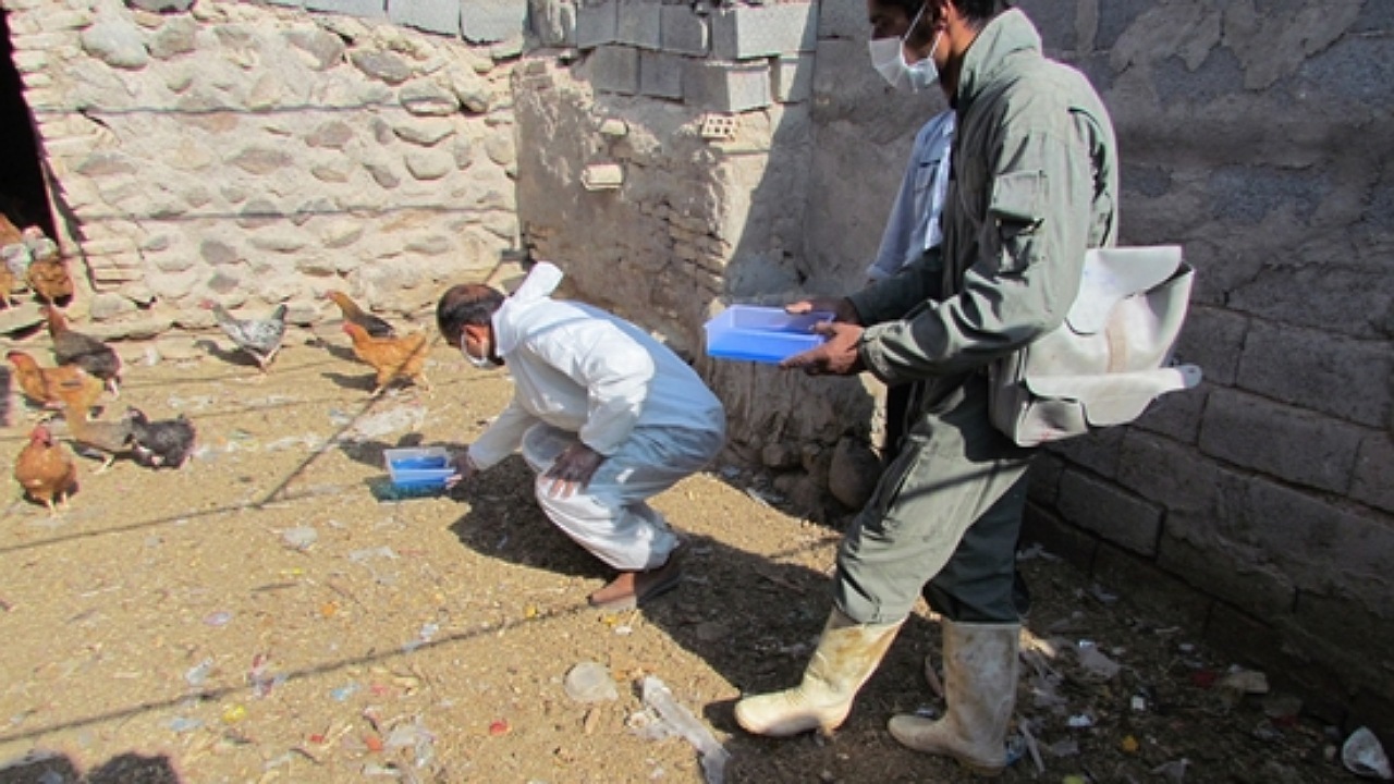 طیور بومی کرمان علیه بیماری نیوکاسل، واکسینه می شوند