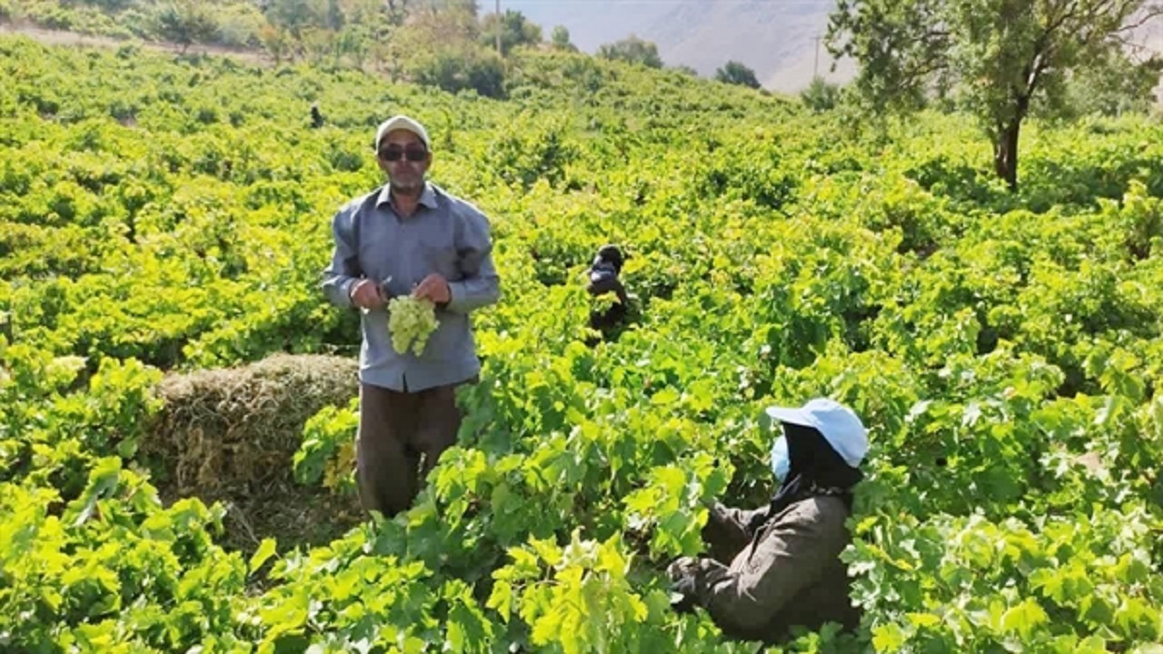 توسعه گردشگری کشاورزی در دستور کار است