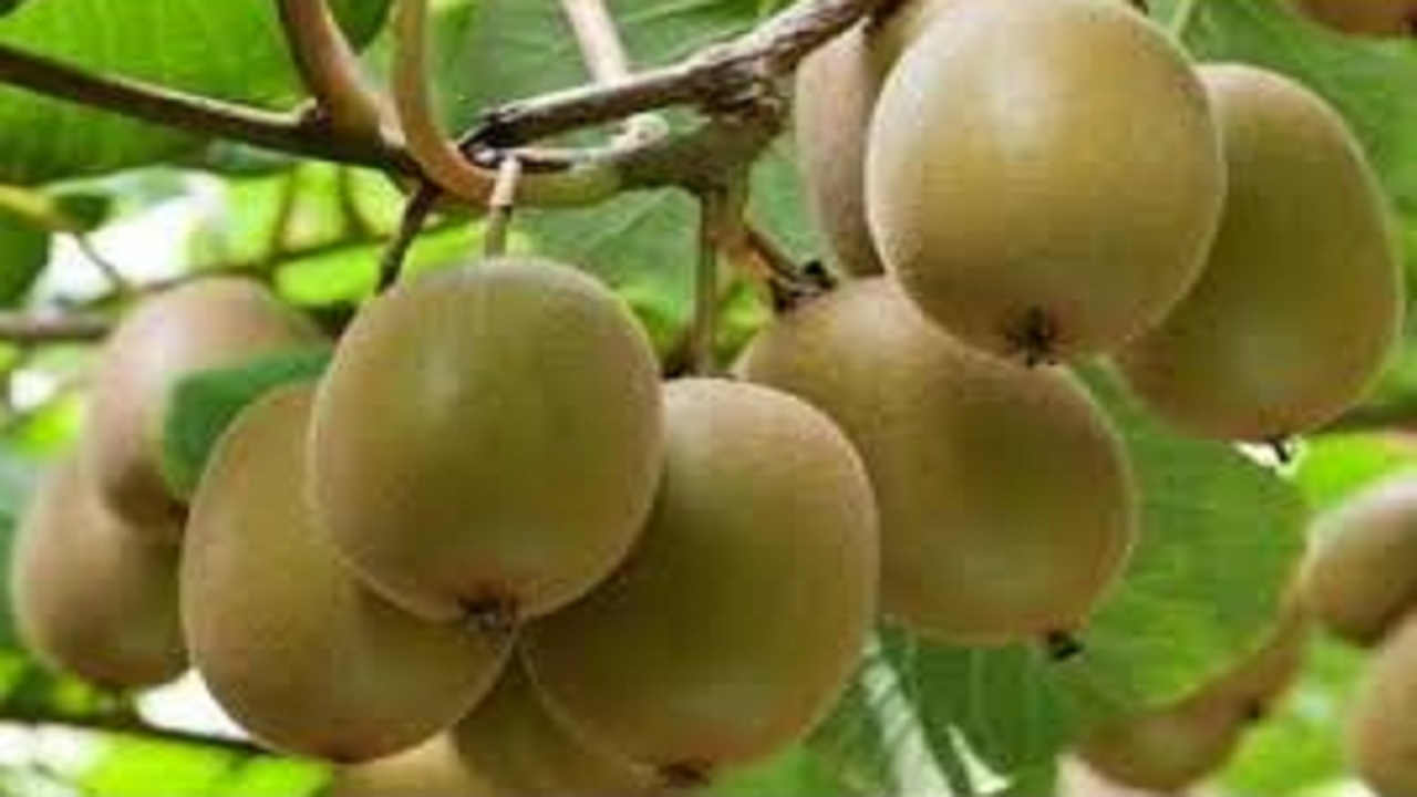 پیش بینی تولید ۱۱ هزار تن کیوی در نوشهر