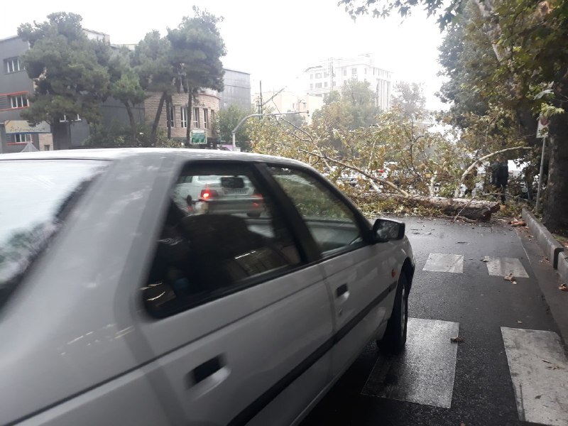 سقوط درخت در خیابان