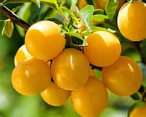 برداشت سالانه ۵۷۰۰ تن آلو از باغات بهار
